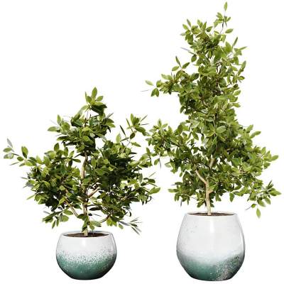 现代植物盆栽-35